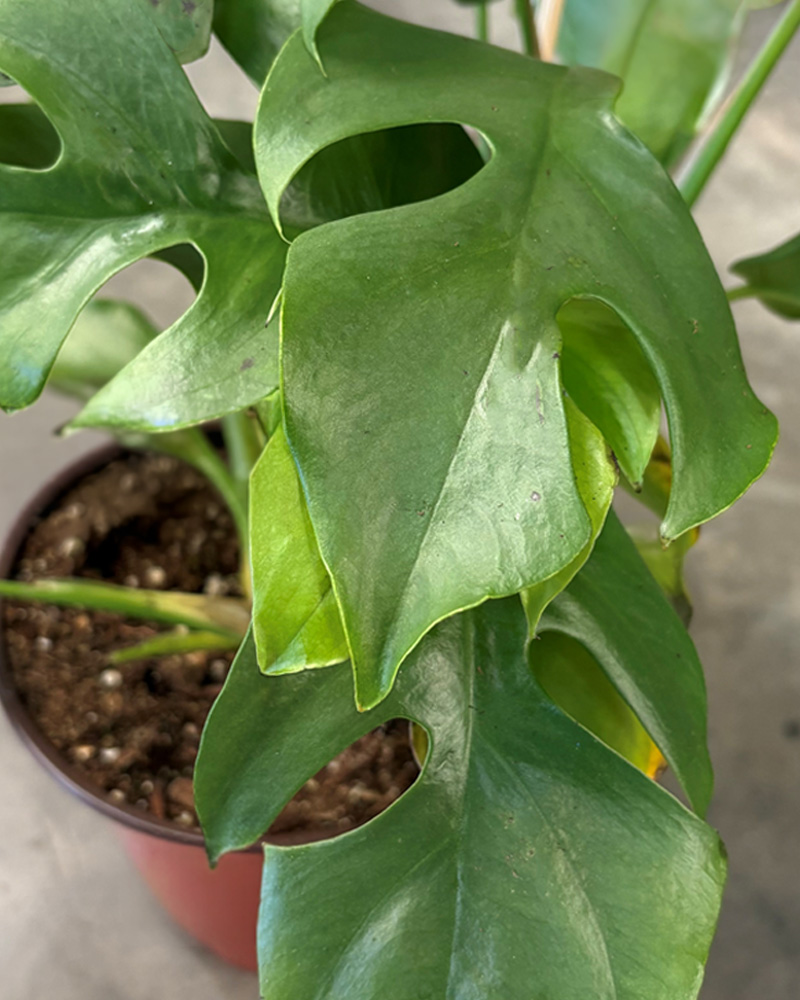 Monstera Ginny 6"