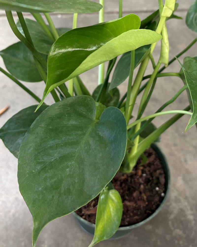 Monstera Deliciosa 6"