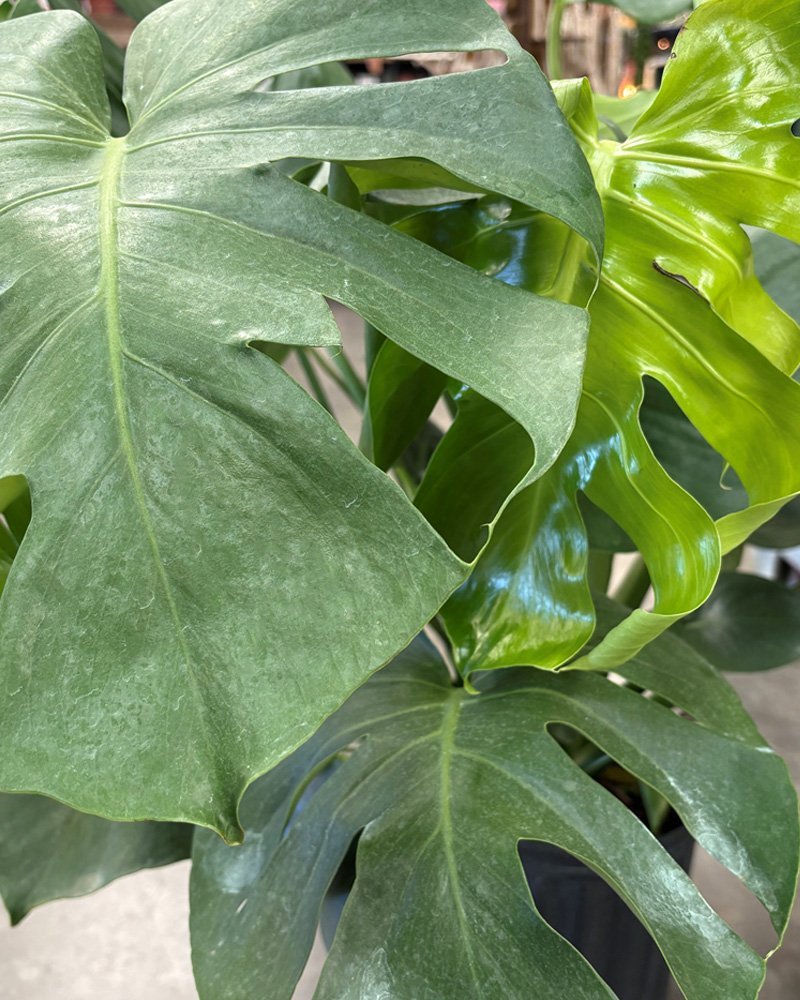 Monstera Deliciosa 10"