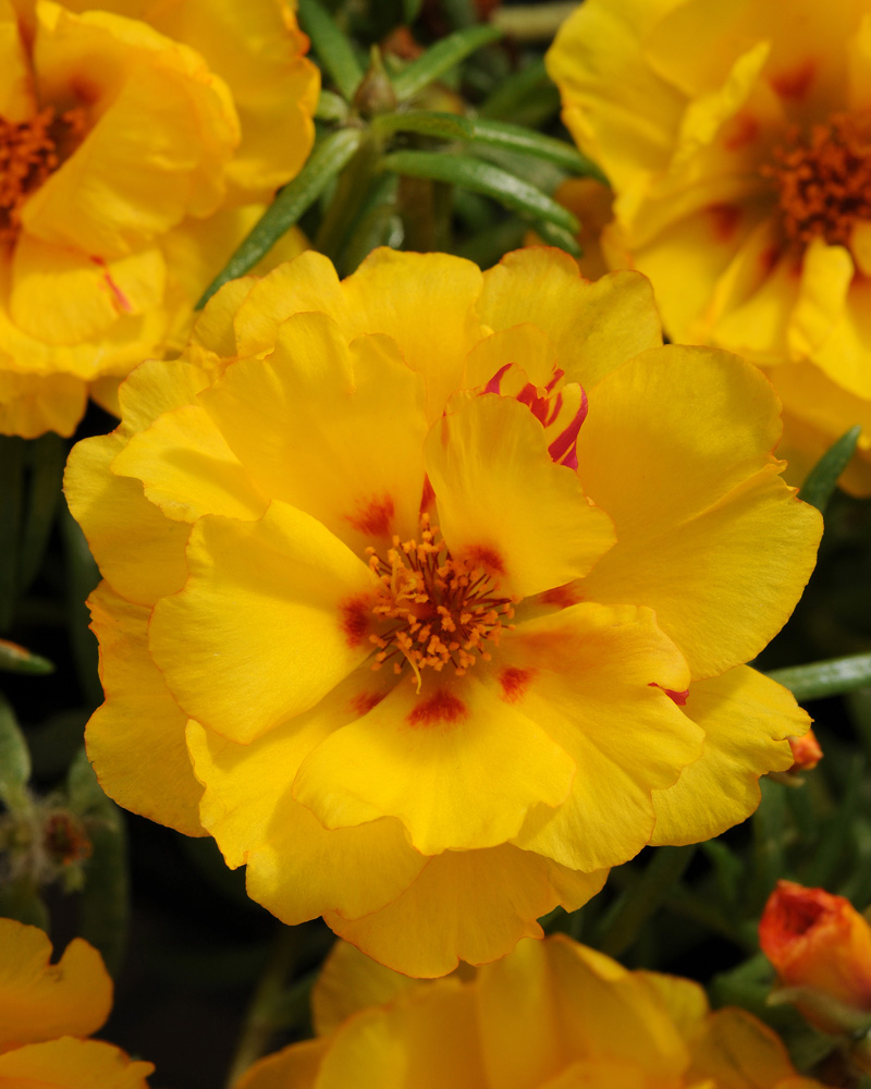 Portulaca Happy Hour Banana 4"
