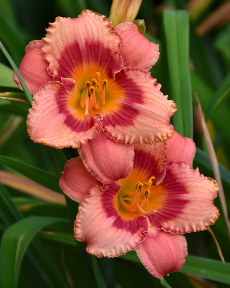 Strawberry Candy Daylily #1<br><i>Hemerocallis 'Strawberry Candy'</br></i>