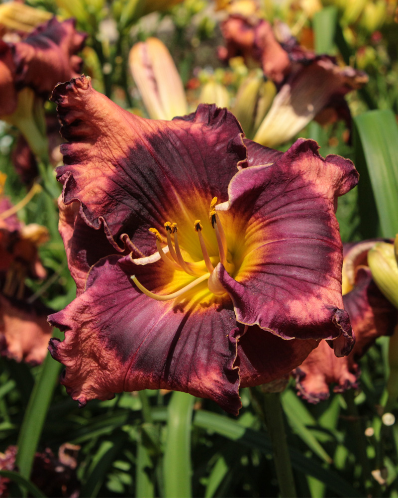 The Band Played On Daylily #1<br><i>Hemerocallis 'The Band Played On'</br></i>