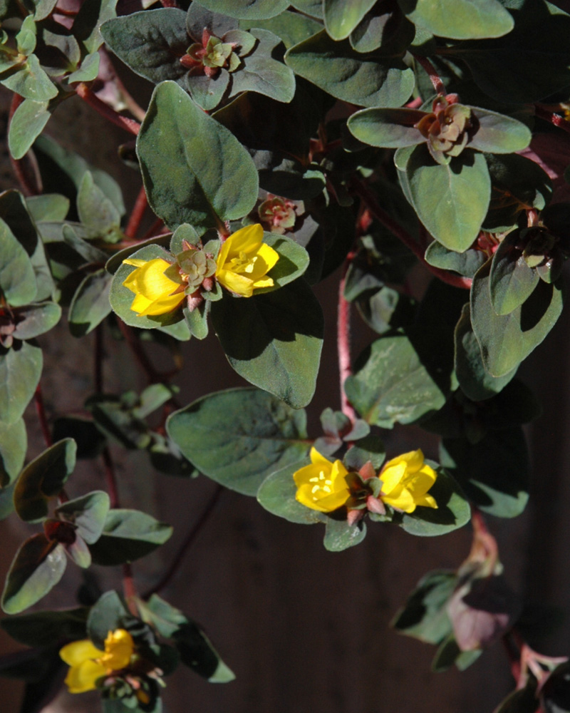 Persian Chocolate Loosestrife 4"<br><i>Lysimachia congestiflora 'Persian Chocolate'</br></i>