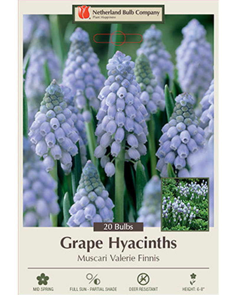 Muscari Valerie Finnis