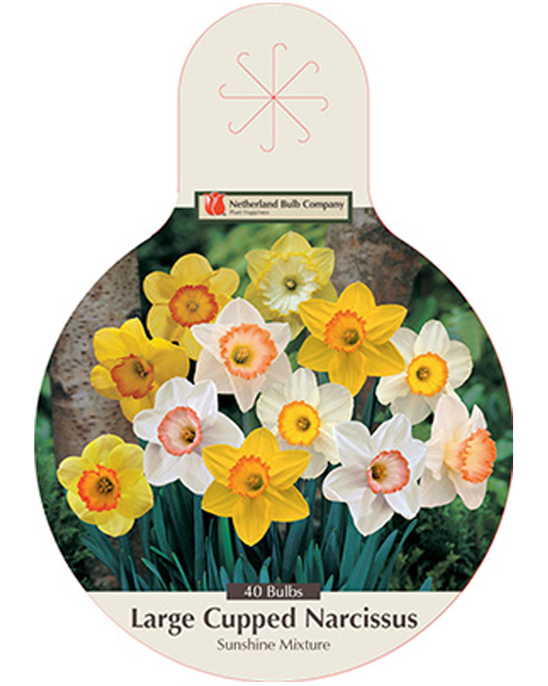 Narcissus Sunshine Mix