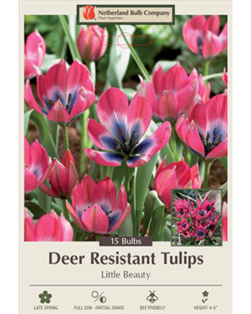 Tulip Little Beauty