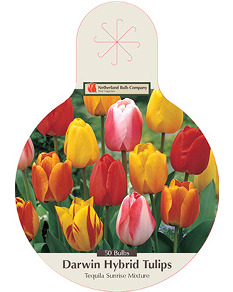 Tulip Tequila Sunrise