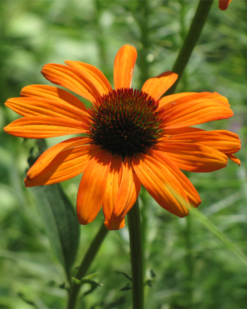 Tiki Torch Coneflower #1<br><i>Echinacea 'Tiki Torch'</br></i>