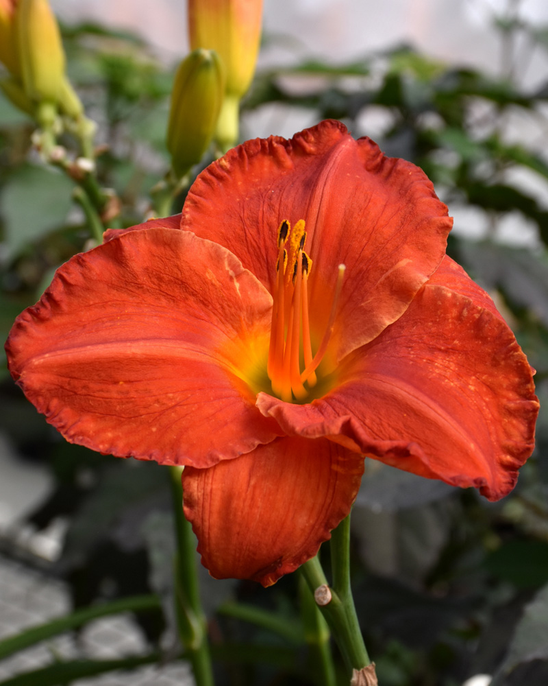 Desert Flame Daylily #1<br><i>Hemerocallis 'Desert Flame'</br></i>
