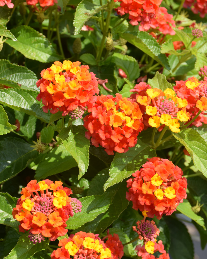 Lantana Shamrock Orange Flame 4"