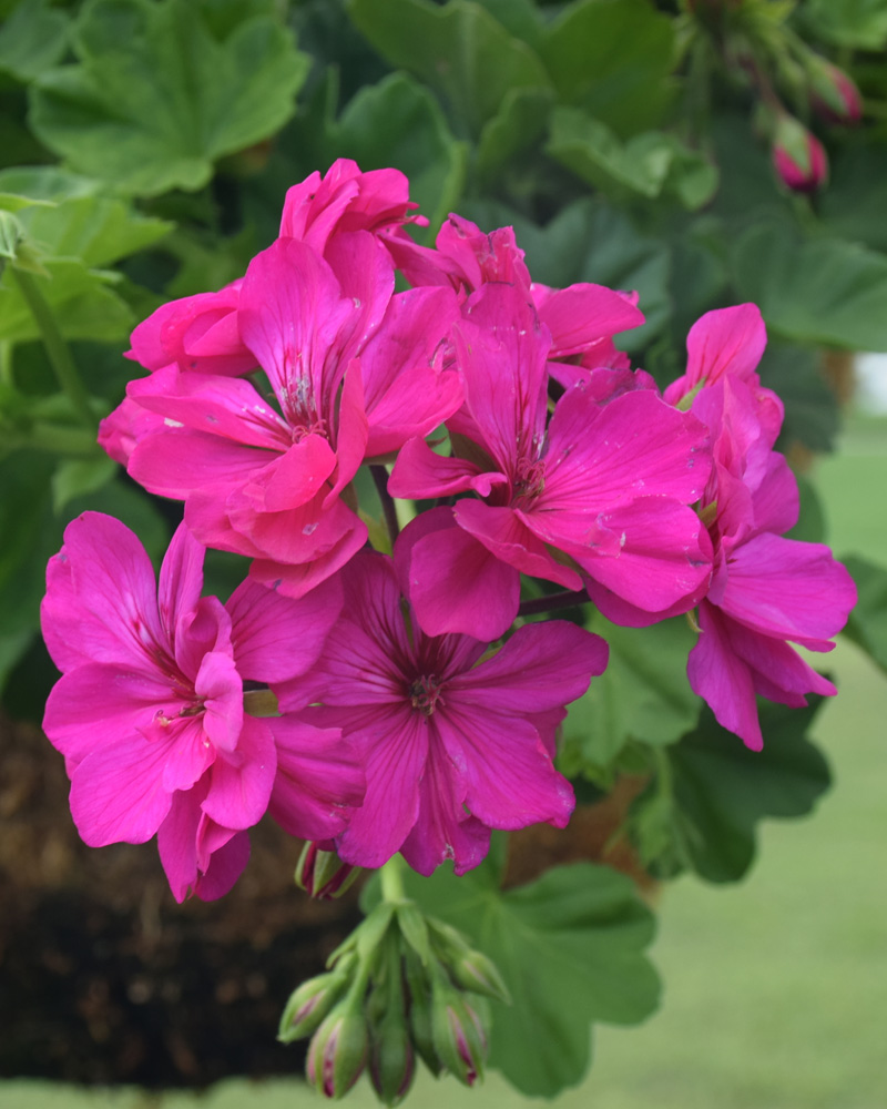 Geranium Cascade Violet #1