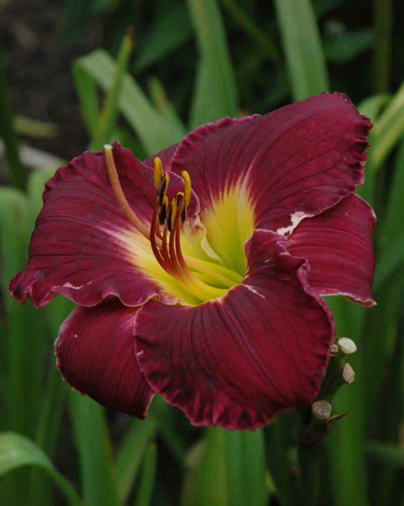 Bela Lugosi Daylily #1<br><i>Hemerocallis 'Bela Lugosi'</br></i>