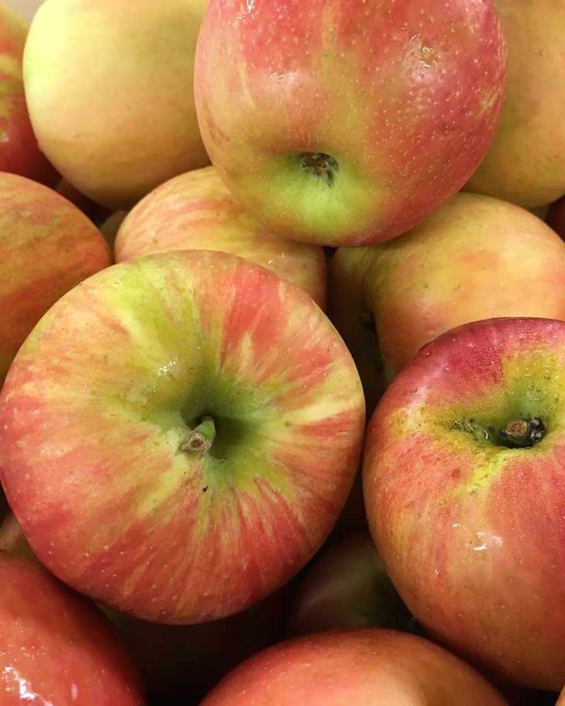 Honeycrisp Apple #7<br><i>Malus Honeycrisp</br></i>