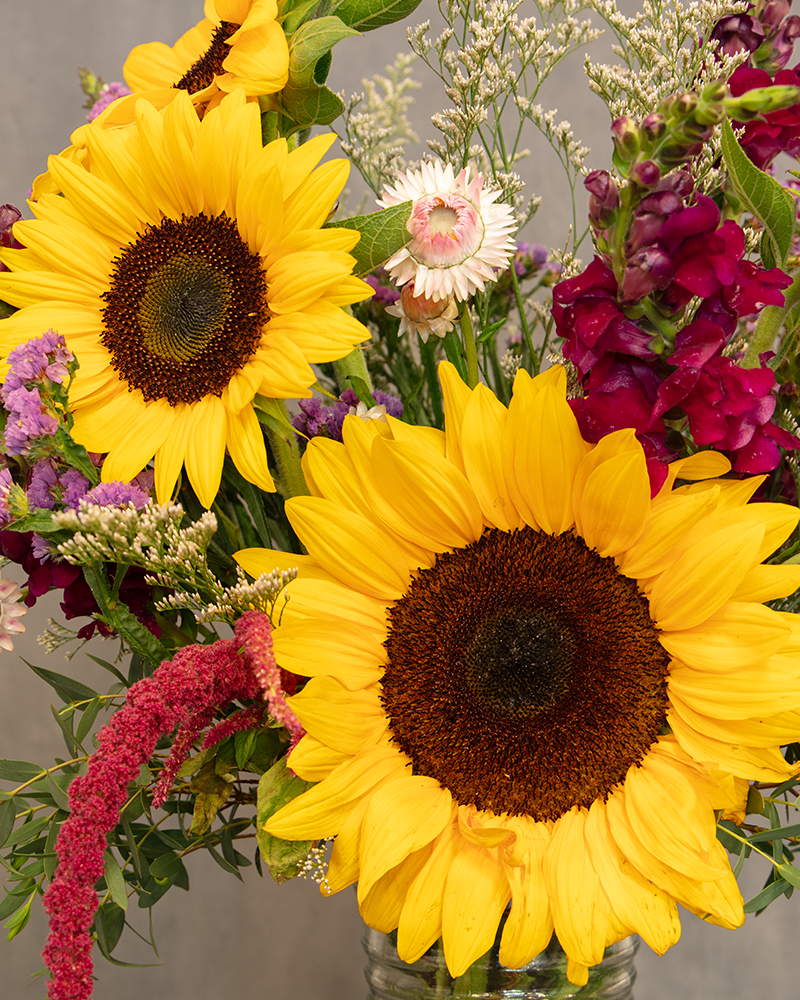 Sunflower Harvest