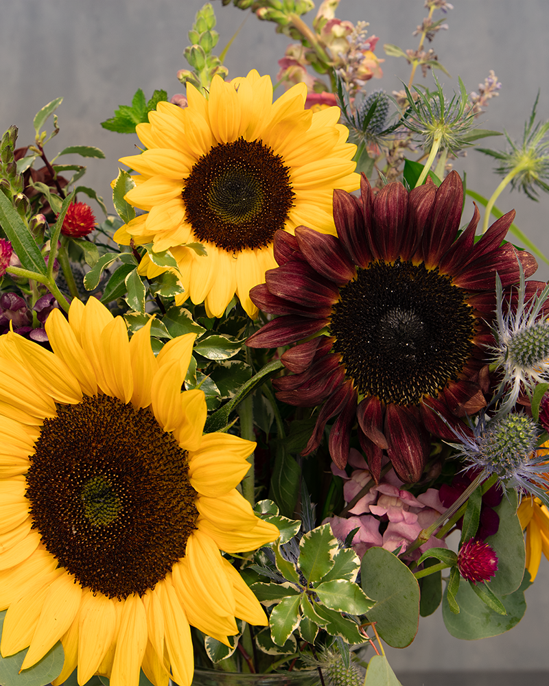 Sunflower Harvest