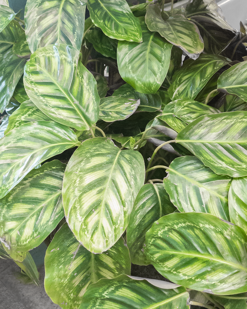 Calathea Flamestar 6.5"