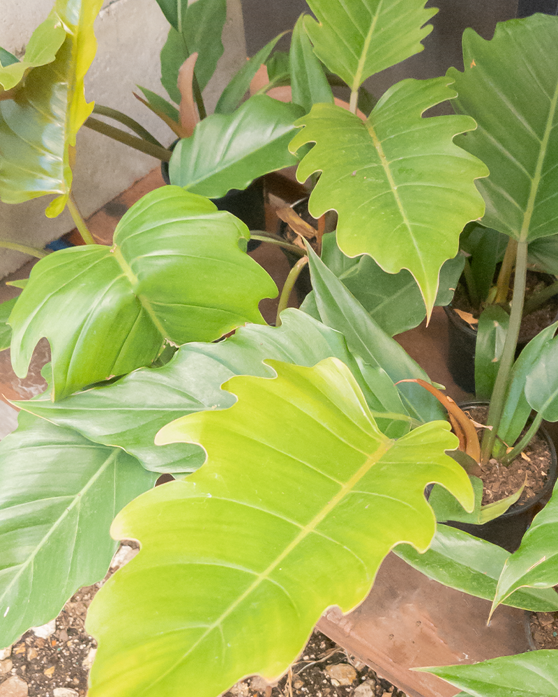 Philodendron Choco Empress 4"