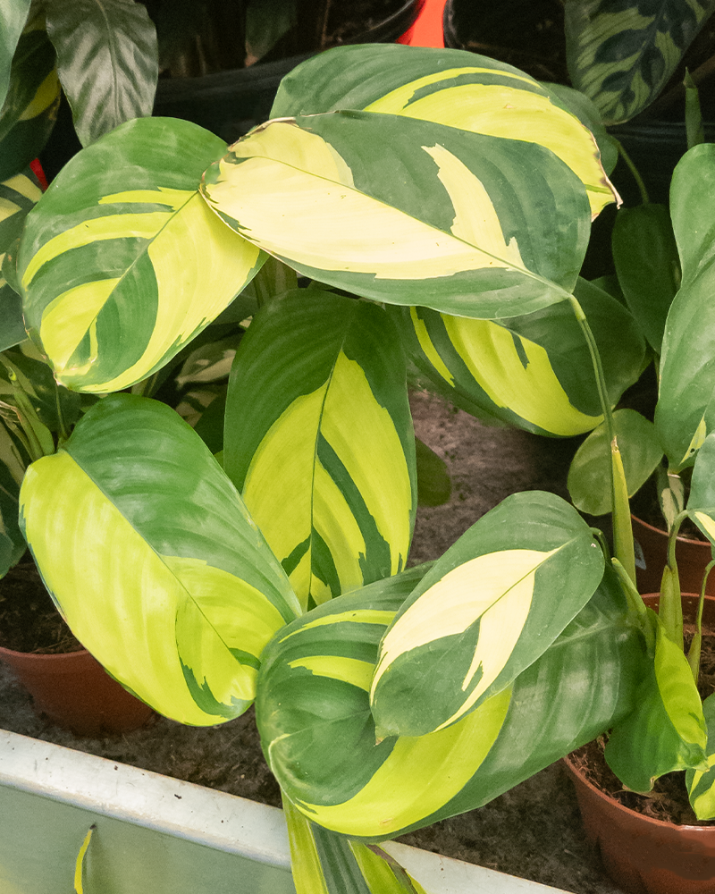 Calathea Gold Mosaic 4"
