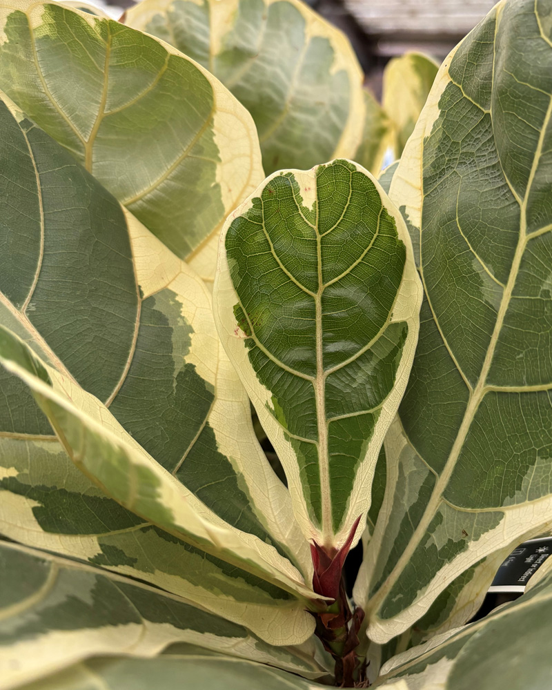 Fiddle Leaf Fig Variegated 6"