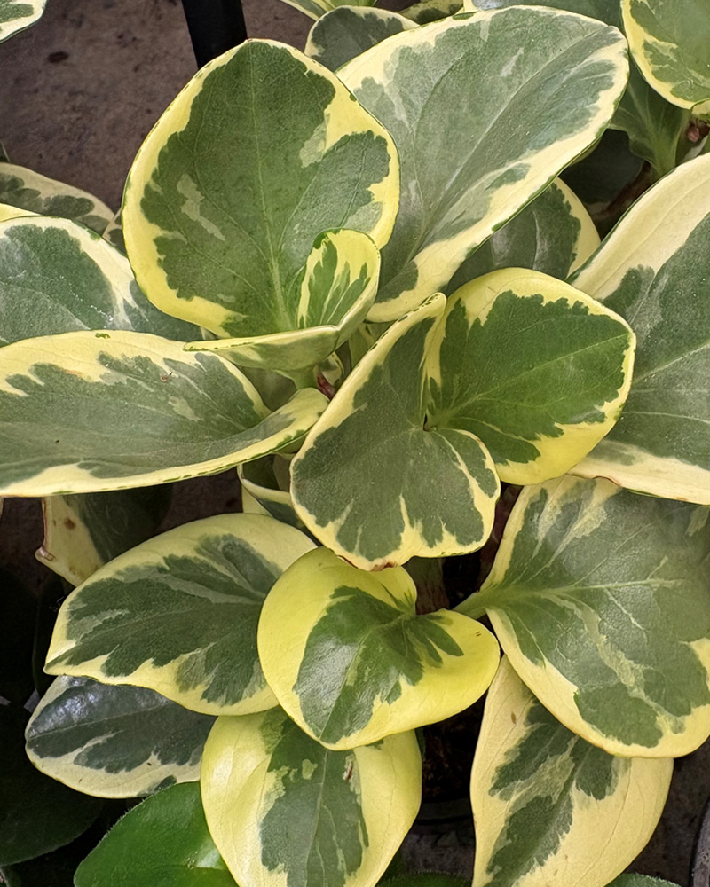 Peperomia Variegated 4"