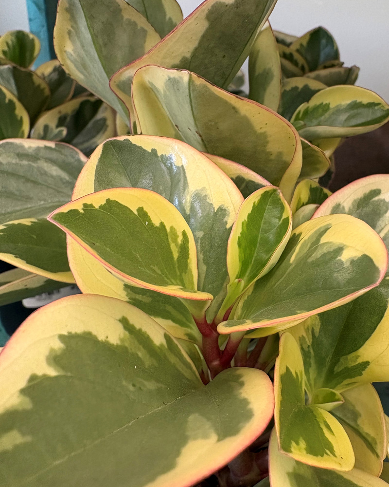 Peperomia Citrus Twist 4"