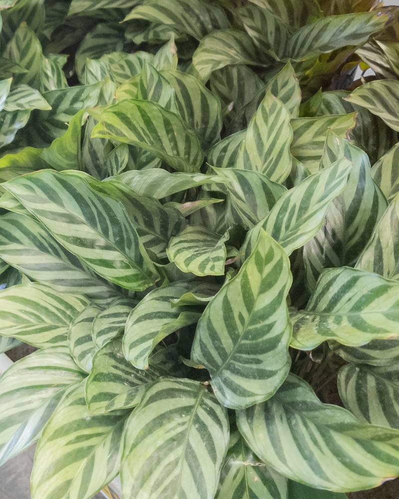 Calathea Freddie 6"