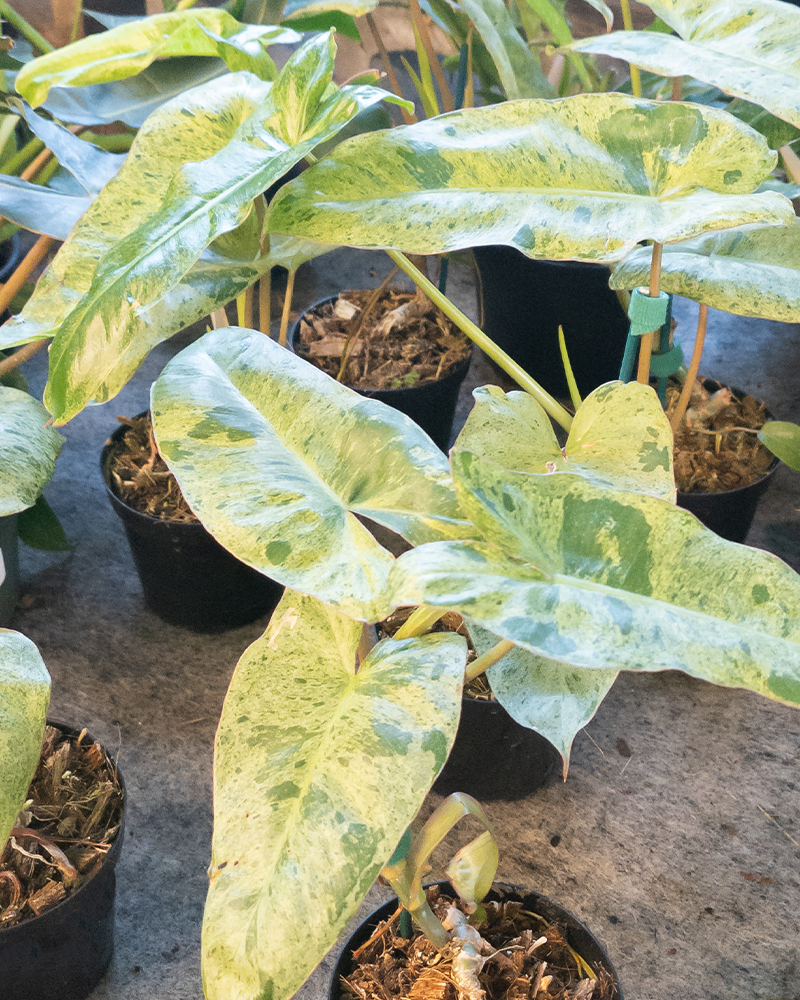Philodendron Paraiso Verde 4"