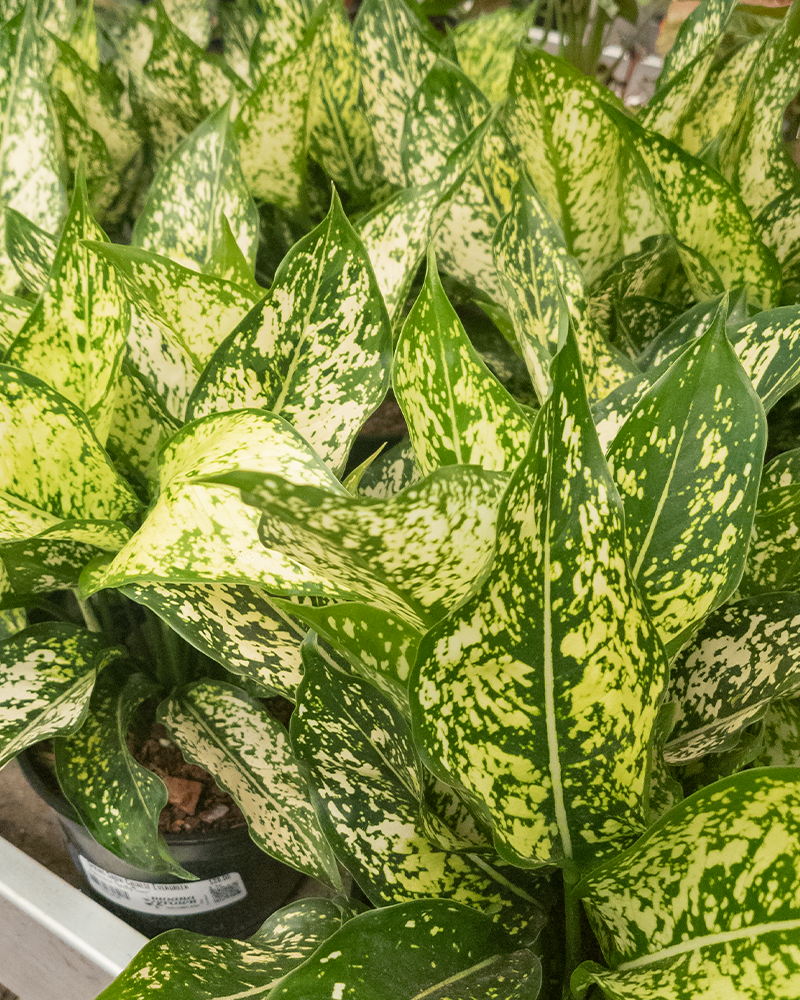Aglaonema Spring Snow 6"