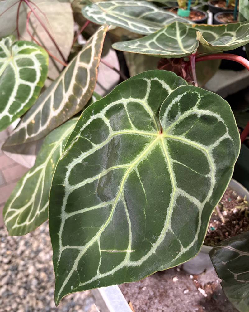 Anthurium Tim Anderson 5"