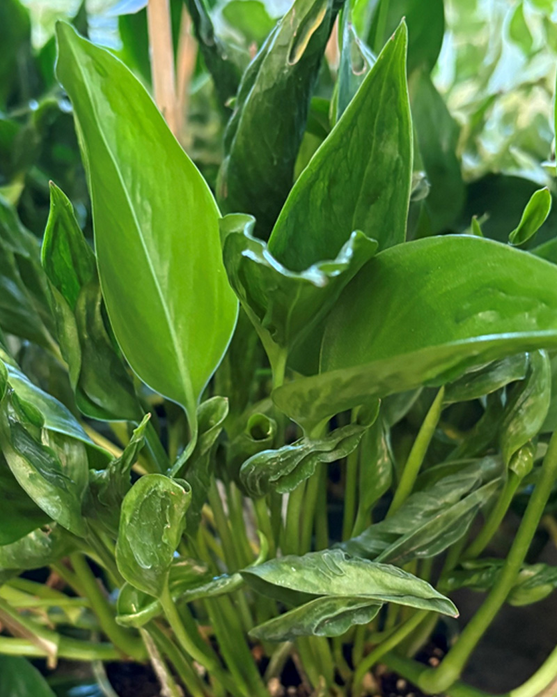 Pothos Shangri-La 4"