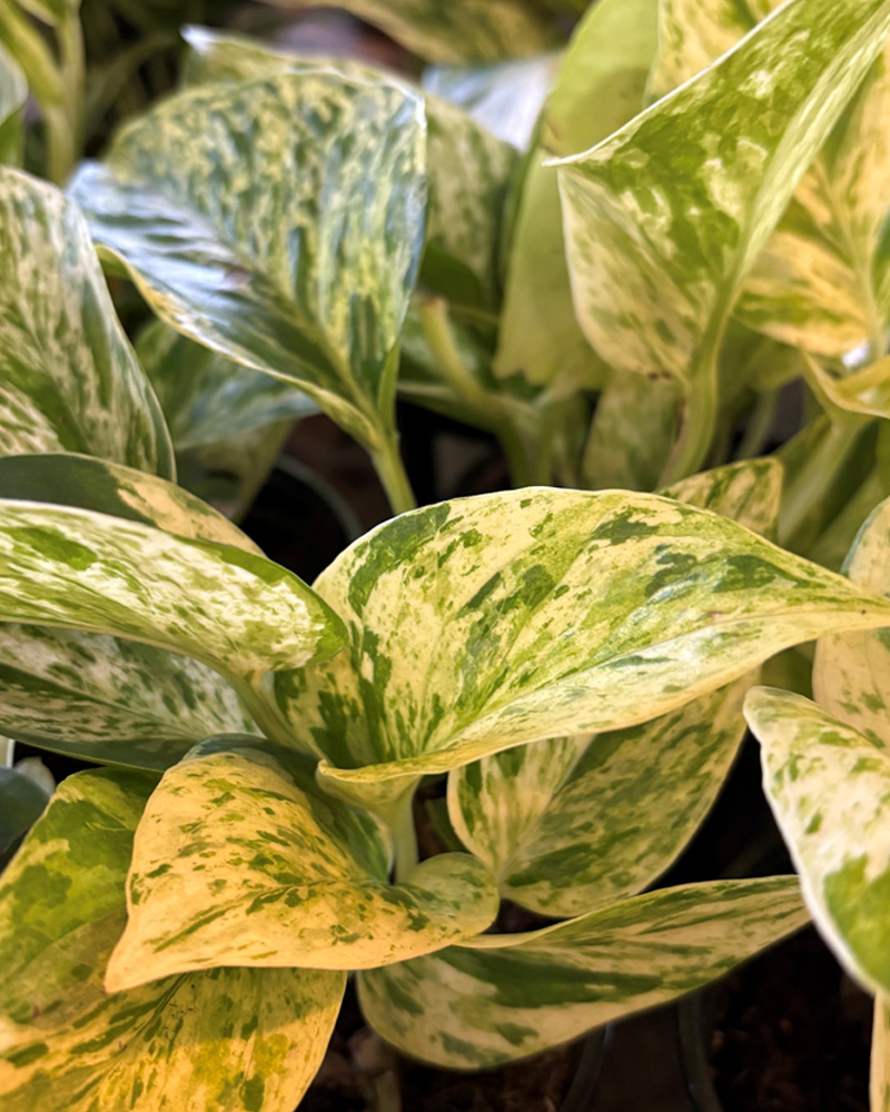 Pothos Marble Queen 4"