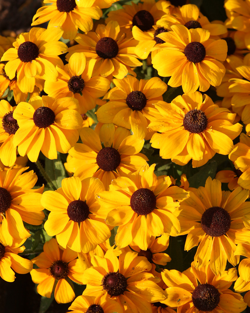 Rudbeckia Toto Gold Patio Pot 10"