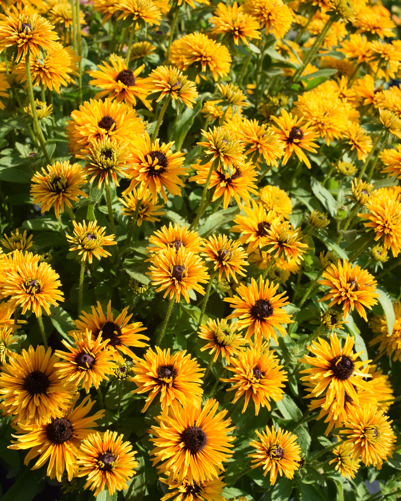 Rudbeckia Lion Cub Patio Pot 10"