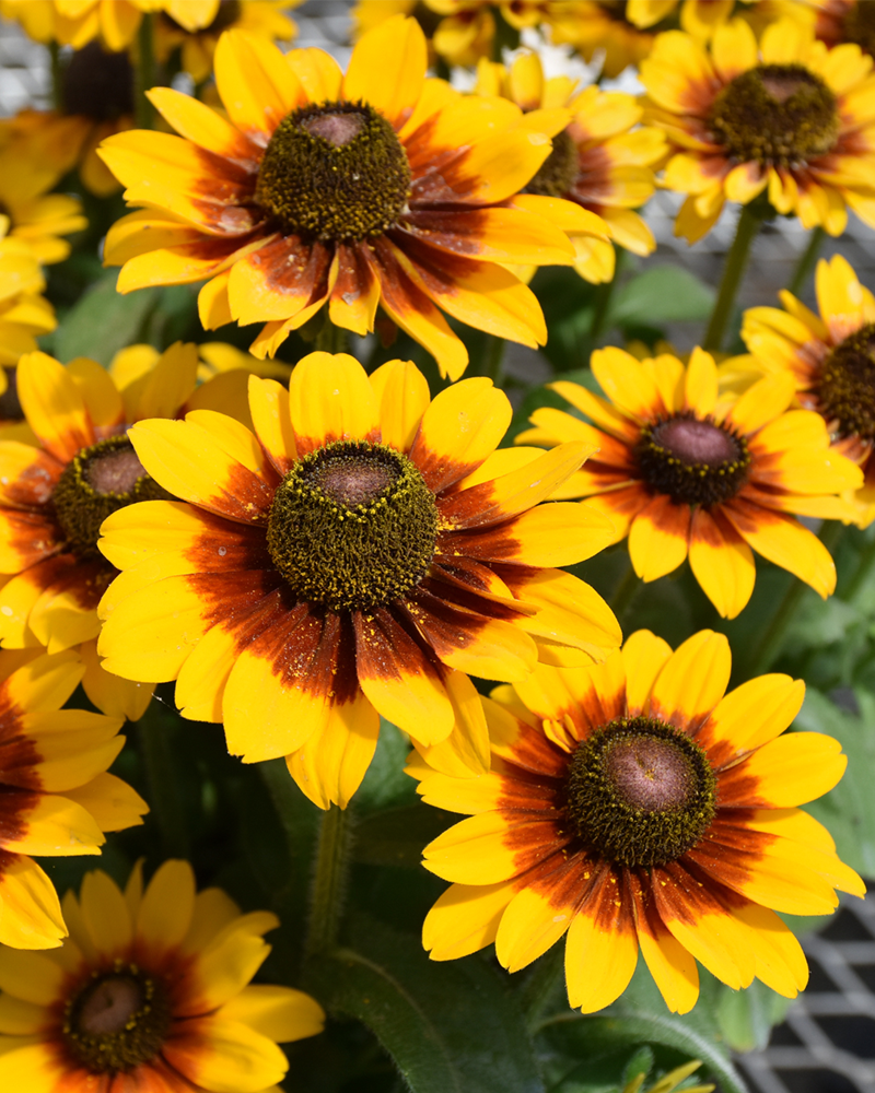 Rudbeckia Toto Rustic Patio Pot 10"