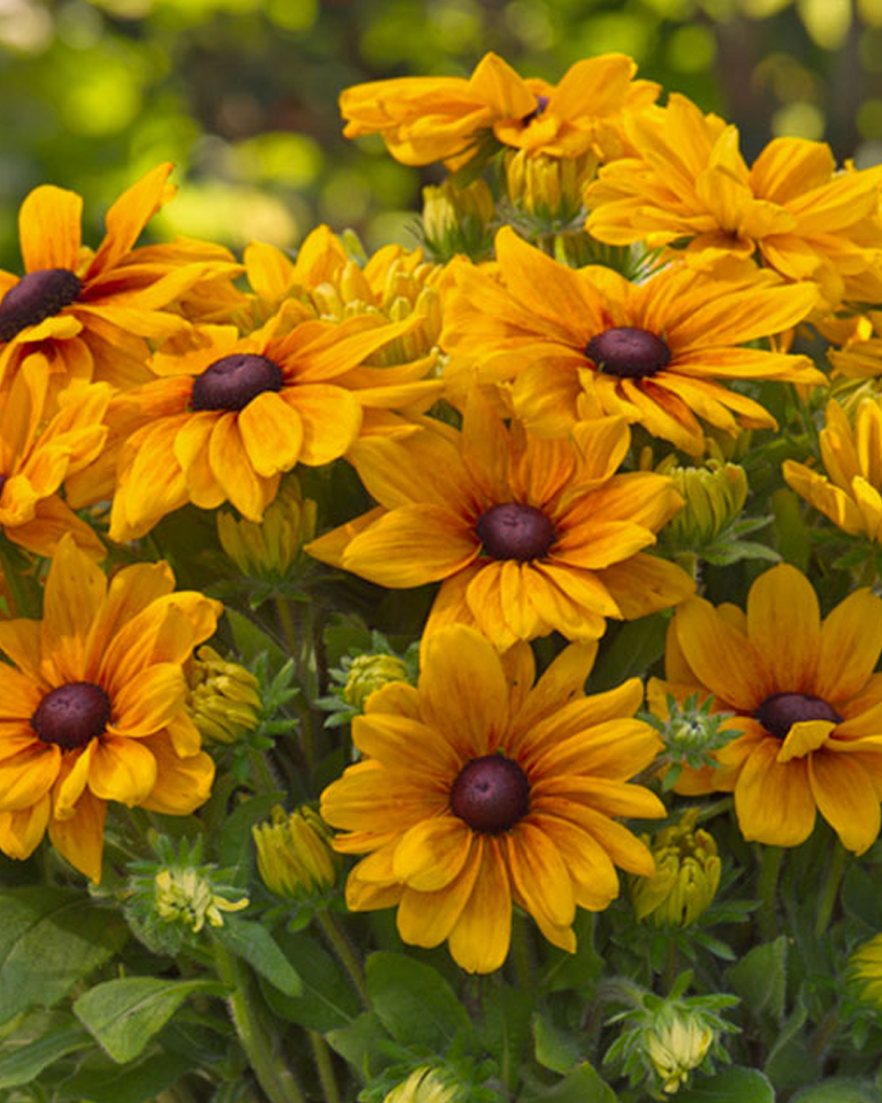 Sunbeckia Carolina Patio Pot 10"