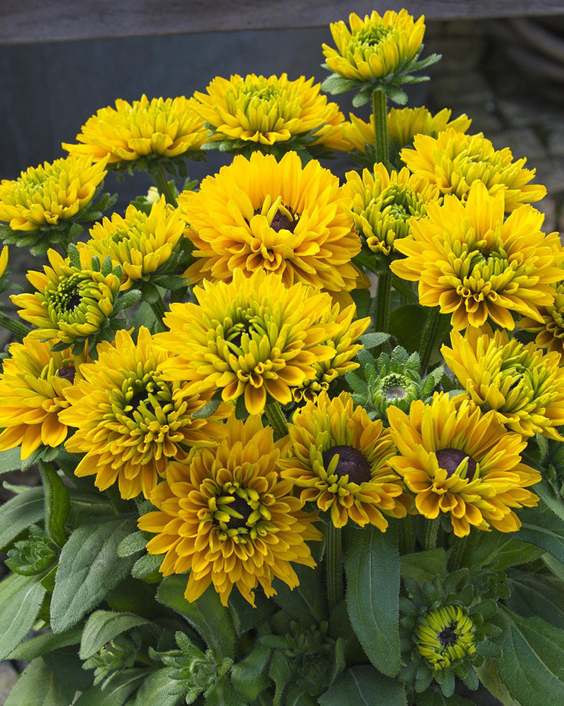 Rudbeckia Sunbeckia Isabella Patio Pot 10"