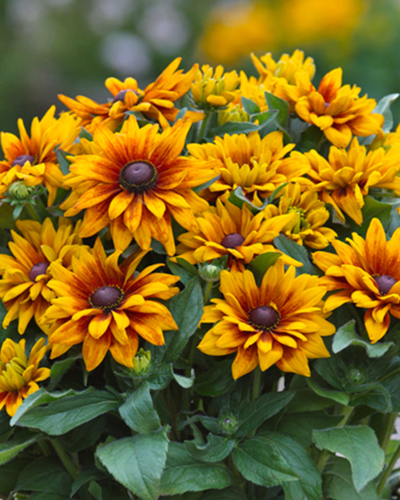 Rudbeckia Sunbeckia Carla Patio Pot 10"