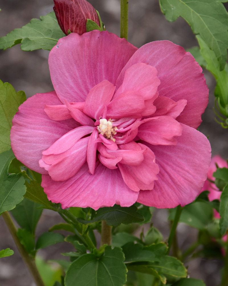 Magenta Chiffon&reg; Rose Of Sharon #7<br><i>Hibiscus syriacus 'Rwoods5'</br></i>