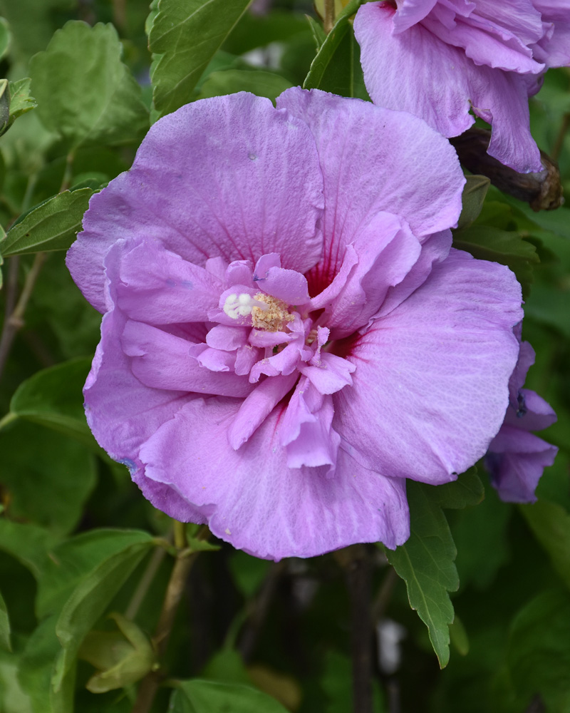 Lavender Chiffon&reg; Rose Of Sharon #7 (tree form)<br><i>Hibiscus syriacus 'Notwoodone'</br></i>