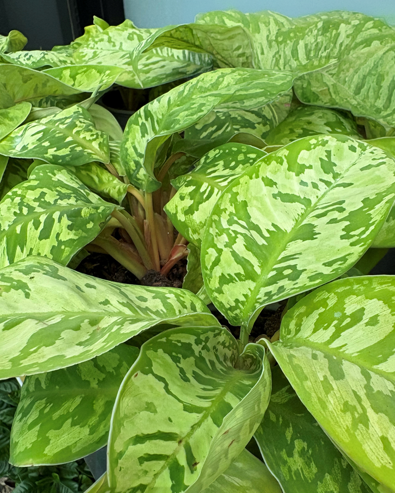 Homalomena Camouflage 4"