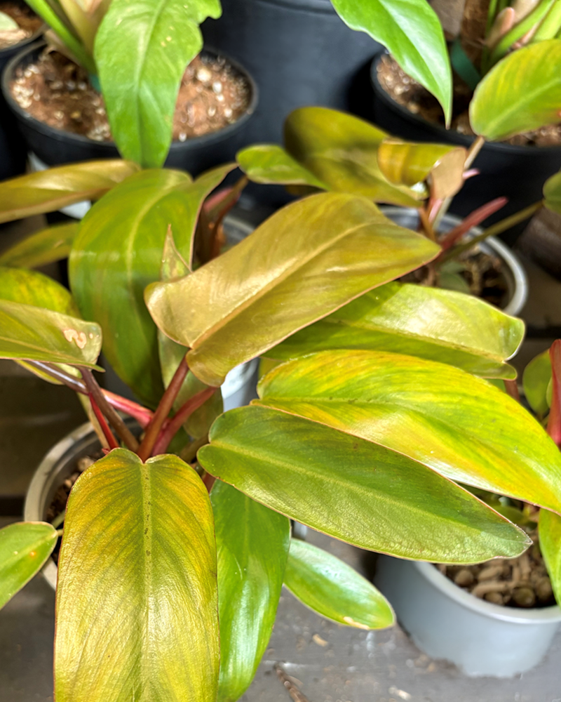 Philodendron Florida Bronze 4"