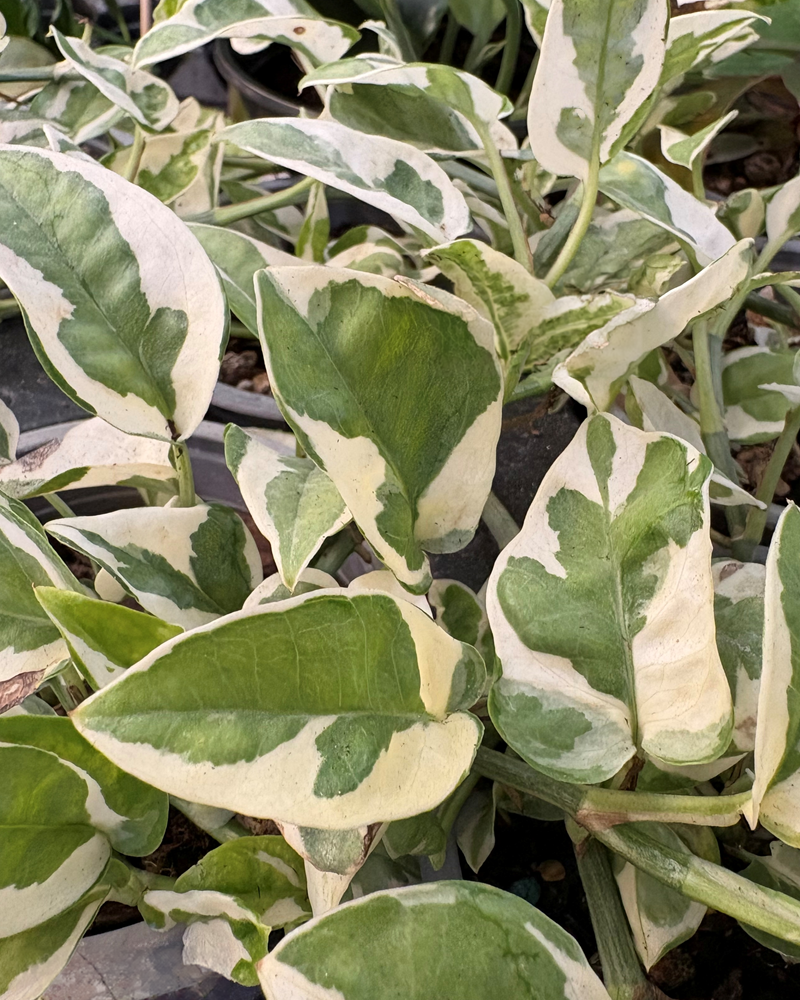 Philodendron Forest of White 4"