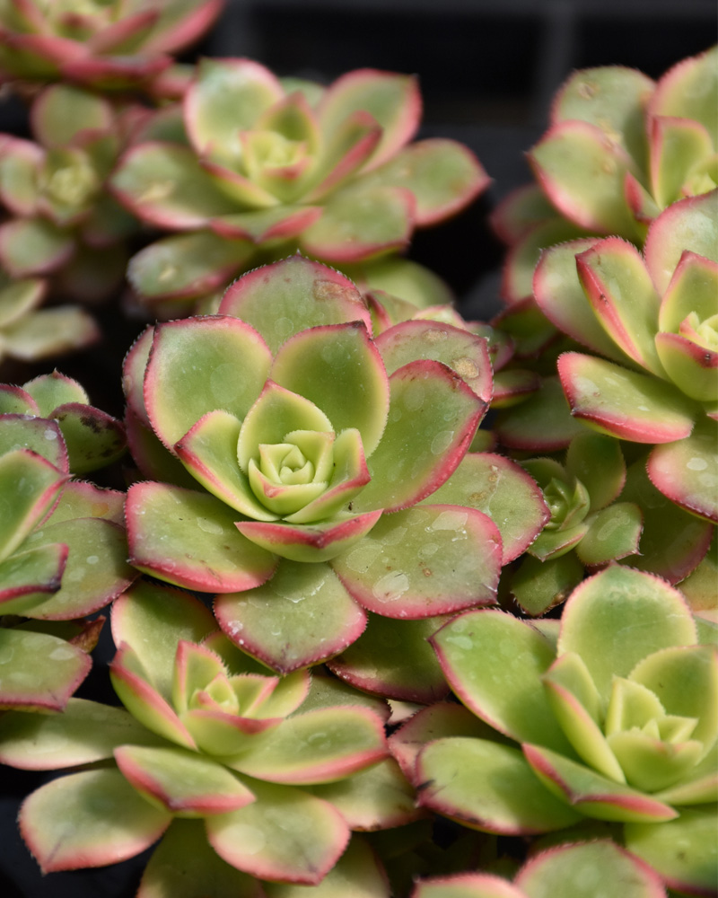 Aeonium Kiwi 4"