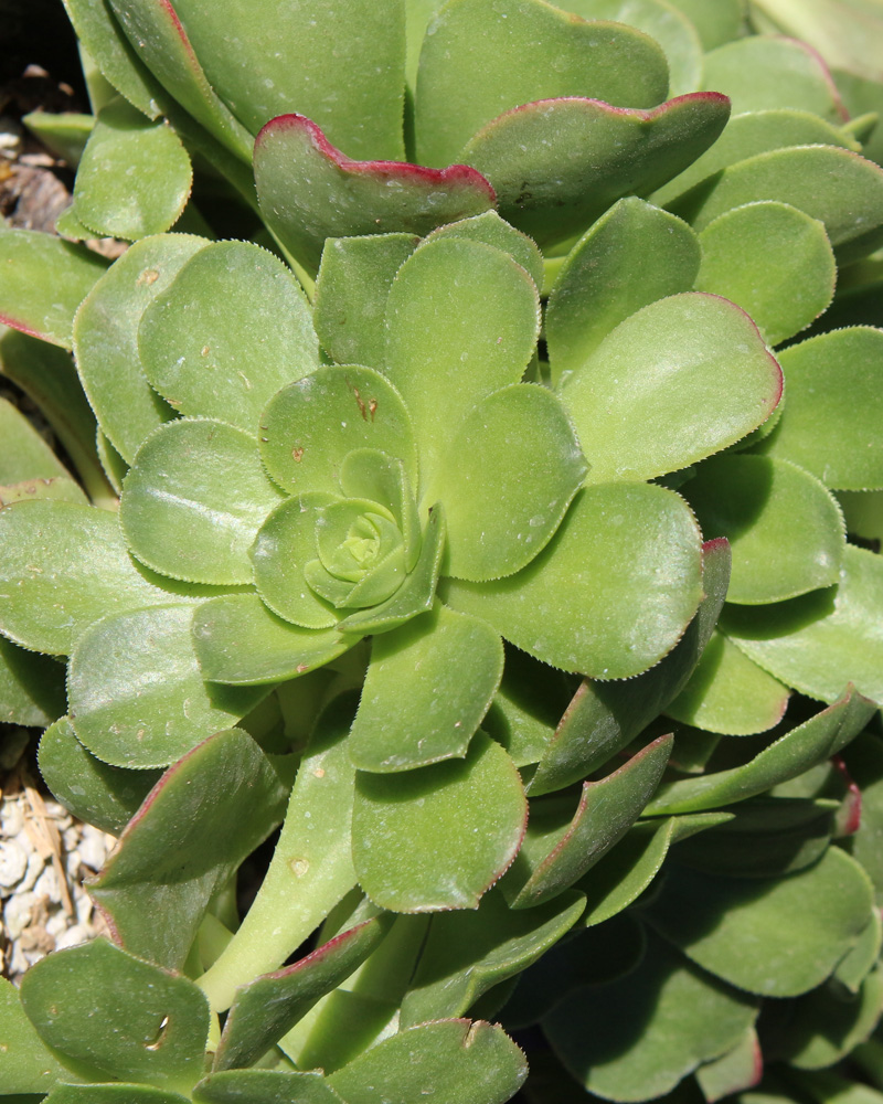 Aeonium Mint Saucer 6"