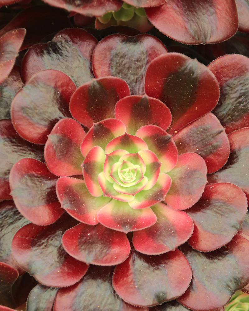 Aeonium Medusa 6"