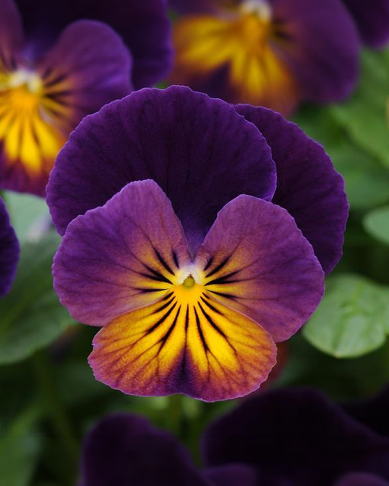 Viola Celestial Lights 4"