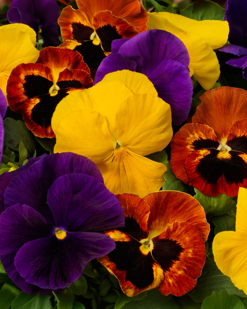 Pansy Autumn Mix 4"