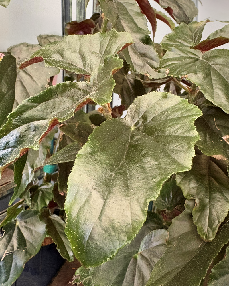 Begonia Ginny Galaxy 4"