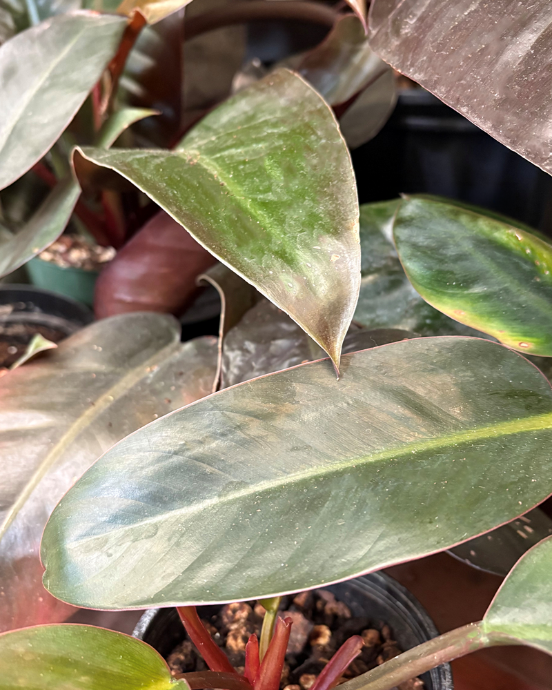 Philodendron Black Cardinal 6"
