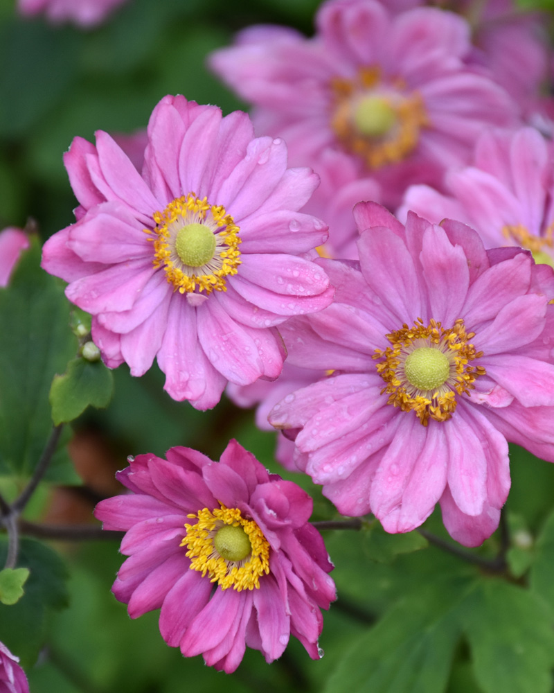 Pamina Anemone #1<br><i>Anemone hupehensis 'Pamina'</br></i>